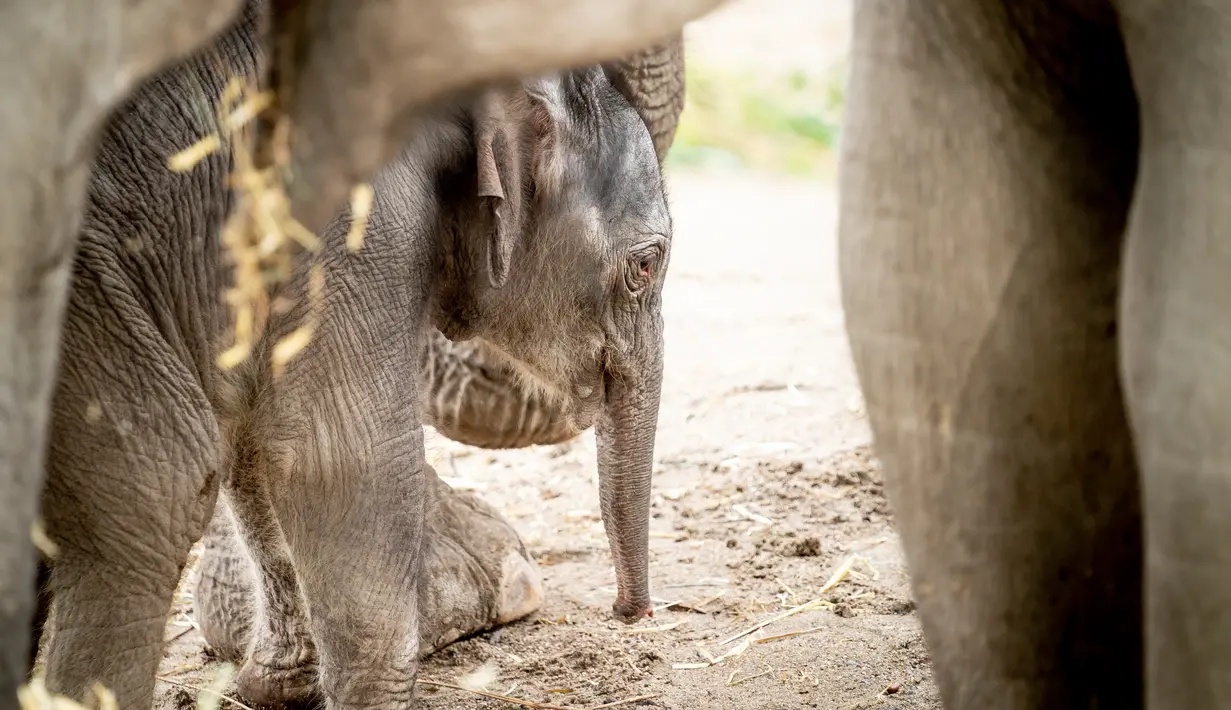 Bayi gajah, Mun saat pertama kali berjalan-jalan di dalam kandangnya di Kebun Binatang Kopenhagen, Rabu (7/10/2020). Bayi dari induk gajah Asia berusia 22 tahun tersebut lahir pada 1 Oktober 2020 lalu. (Photo by Mads Claus Rasmussen / Ritzau Scanpix / AFP)