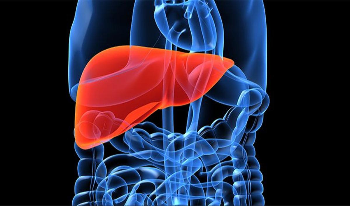 <b>5. Menyehatkan Liver</b>