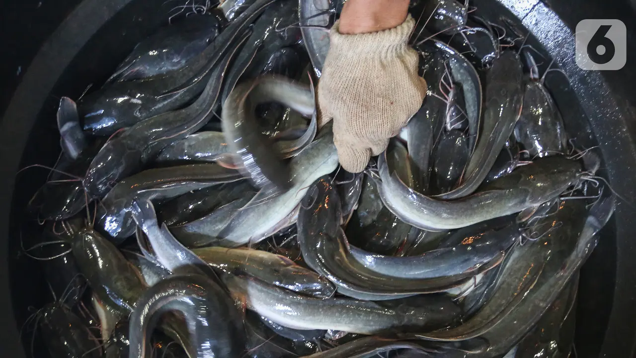 Ikan lele dumbo hasil budidaya