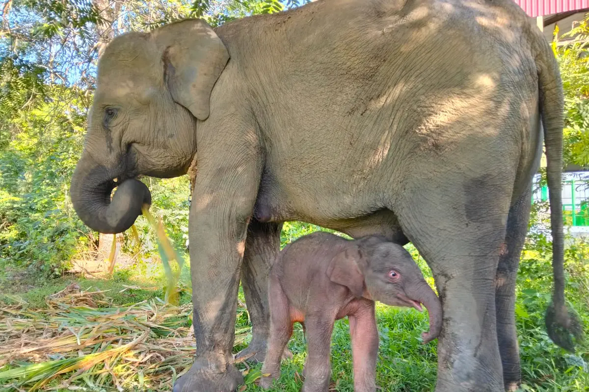 Deretan Potret Bayi Gajah Sumatera Betina yang Baru Lahir di Way Kambas, Beratnya 64 Kilogram