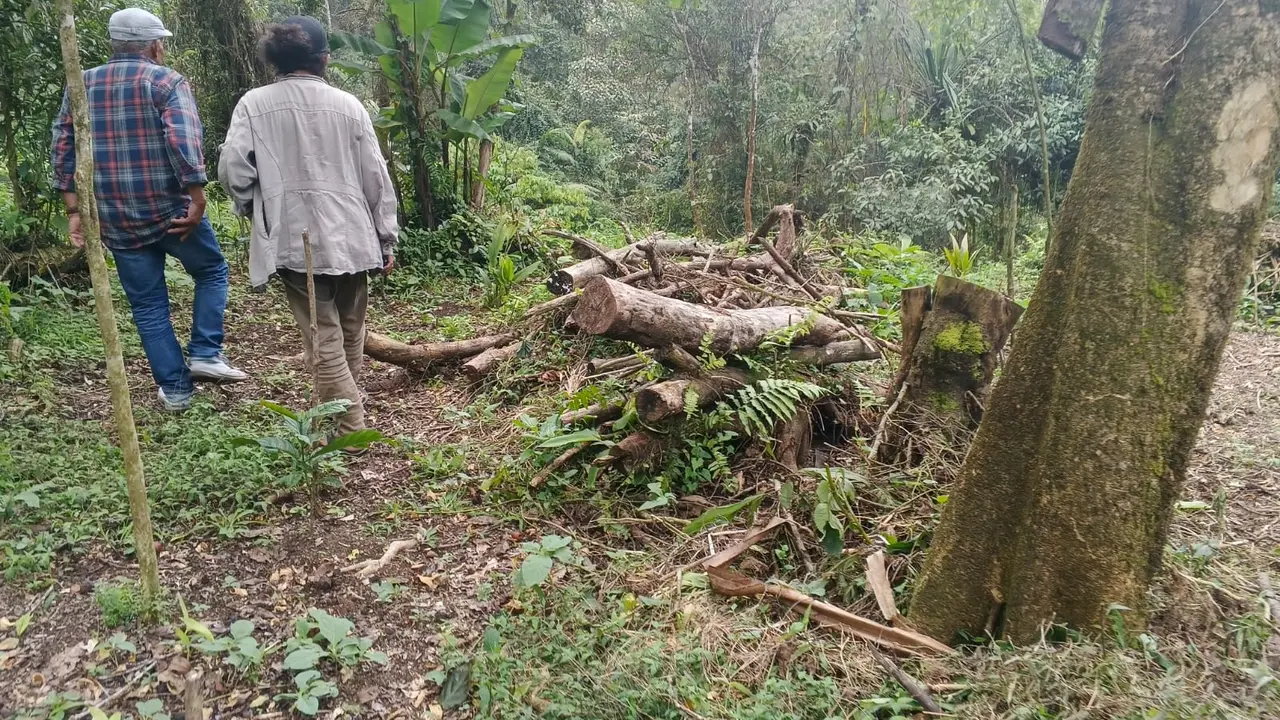 Pembalakan liar di Gunung Salak