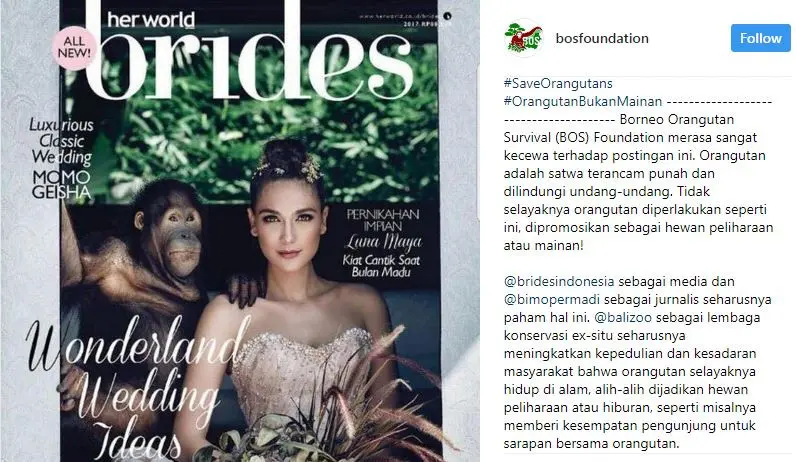 Luna Maya foto bareng orangutan.