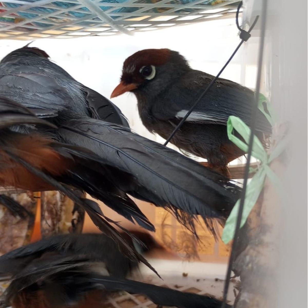 penyelundupan burung