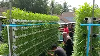 8 Desain Kebun Kangkung Vertikal yang Lagi Viral di 2026, Solusi Hijau di Lahan Terbatas