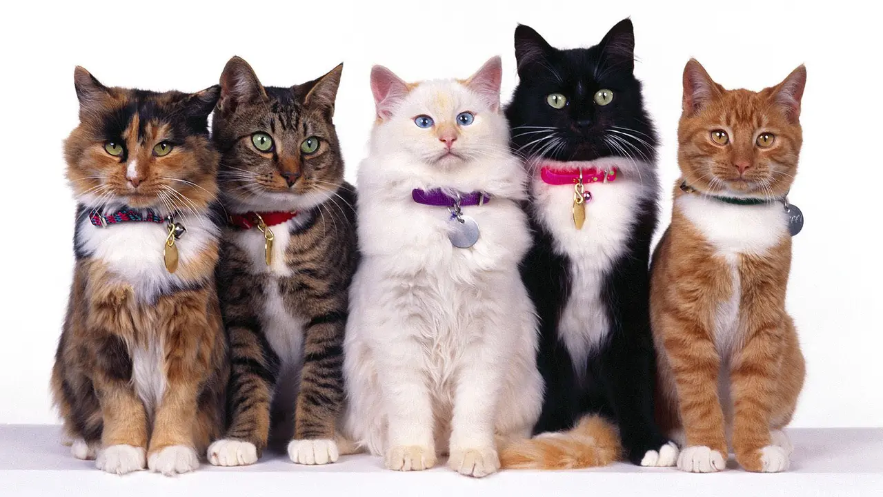 10 Alasan Kenapa Pelihara Kucing Menguntungkan