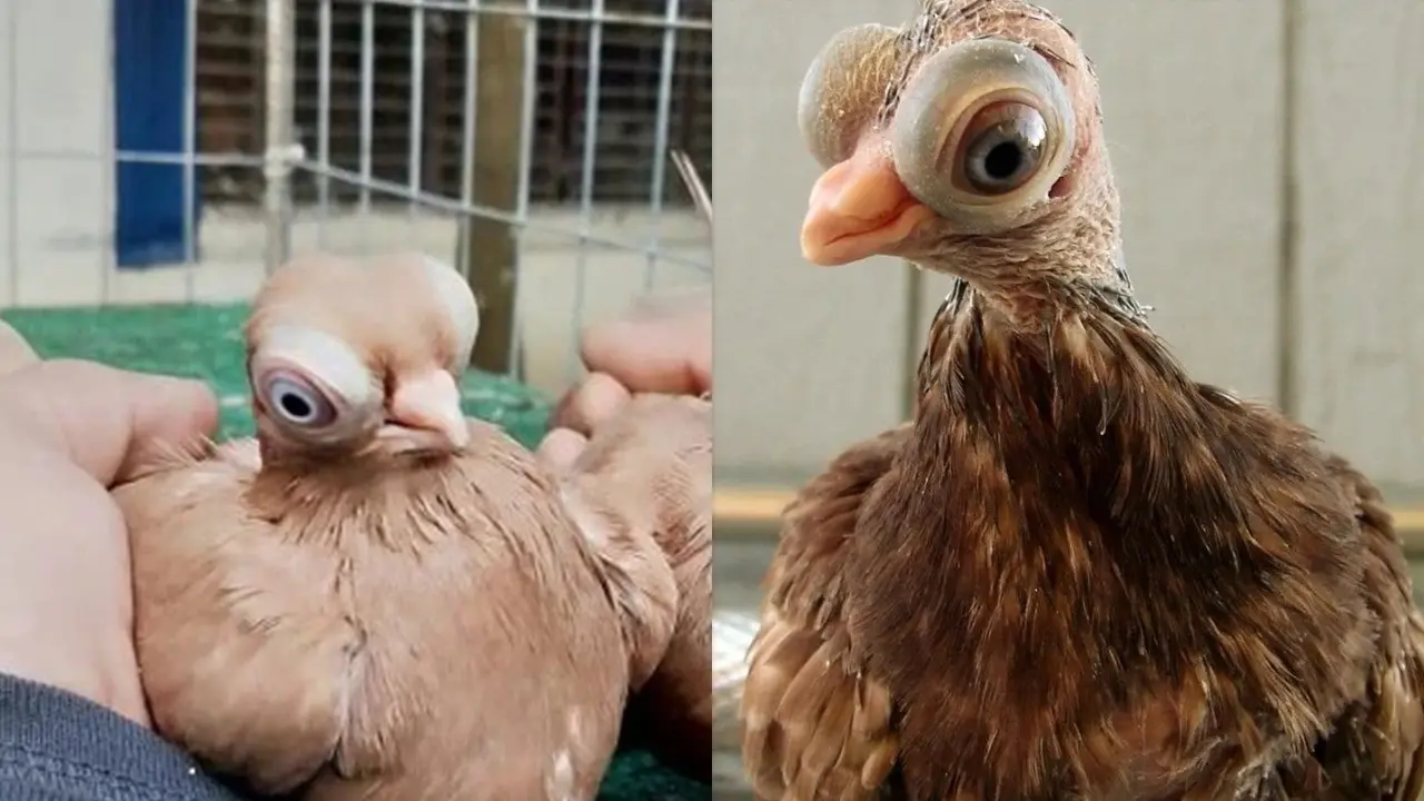 Merpati Bermata Melotot