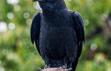 Benarkah Burung Gagak Pertanda Kematian, Ini Fakta Salah Kaprah tentang Si Burung Hitam