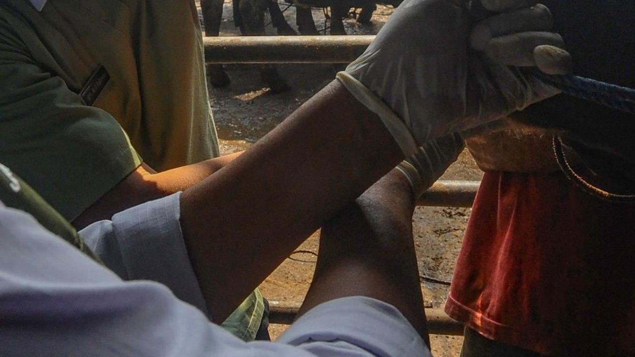 Pemeriksaan kesehatan dan pemberikan vitamin dilakukan di kandang CV Puput Bersaudara, Rangkapan Jaya, Depok, Rabu (05/06/2024). Foto: merdeka.com / Arie Basuki<br>