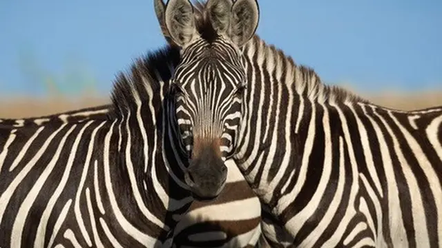 zebra