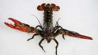 Unik, Beli Lobster Harga Jutaan Rupiah untuk Dilepas Lagi