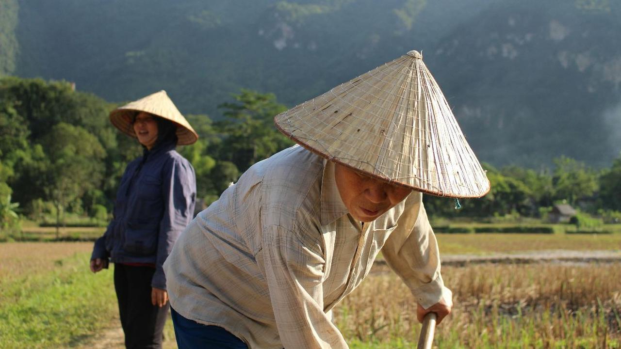 Makmur dan Sejahtera, Warga Ini Tidak Pernah Beli Beras Hasil Panen Berlimpah 'Usia Padi Ada yang Sampai 30 Tahun