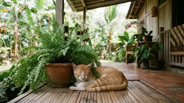 Tanaman hias yang aman untuk kucing dan bikin anabul betah di rumah jenis pakis boston