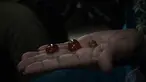 Koleksi batu akik milik Walikota Lubuklinggau H SN Prana Putra Sohe. Sumatera Selatan, (10/10/14). (Liputan6.com/Faizal Fanani)