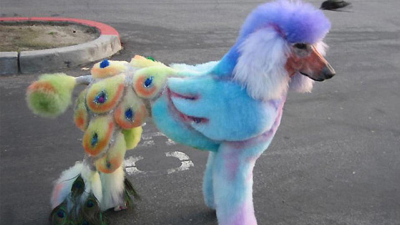 Keren, Binatang-binatang Ini Miliki Gaya Rambut Unik