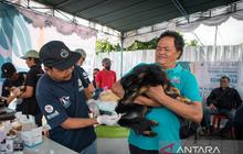 Tahukah Anda? 26 Provinsi Masih Endemik Rabies, Pemkab Bangli Gencarkan Vaksinasi Rabies Bangli pada Ratusan Anjing dan Kucing