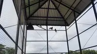 Rumah Burung Hantu Pengusir Hawa Tikus Sawah (Dewi Divianta/Liputan6.com)