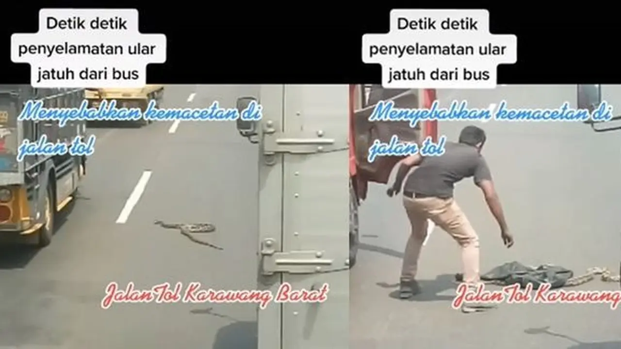 Ular bikin macet