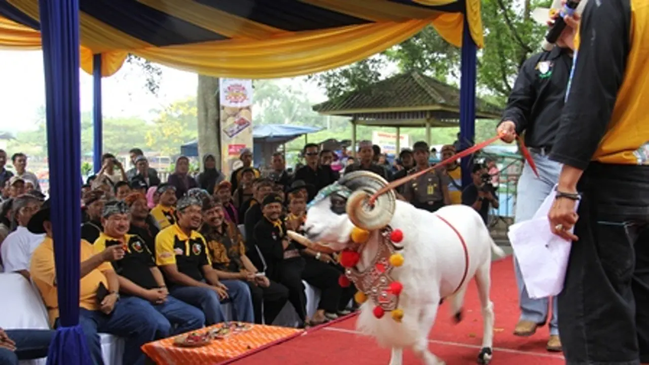 Domba Catwalk, Festival Peragaan Busana Unik dari Garut