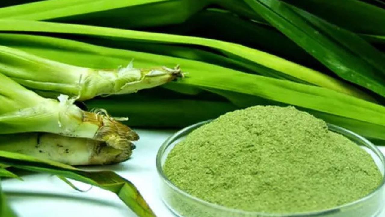 Jangan Anggap Remeh Daun Pandan
