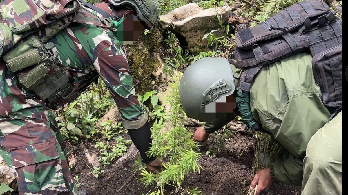 Penampakan Ladang Ganja di Pegunungan Bintang