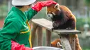 Petugas pemelihara hewan memberi makan panda merah di Kebun Binatang Wuhan di Wuhan, Provinsi Hubei, China tengah, 13 Maret 2020. Puluhan karyawan di kebun binatang tersebut tetap melakukan pekerjaan mereka dengan memberi makan dan disinfeksi pada hampir seribu hewan di sana. (Xinhua/Cai Yang)