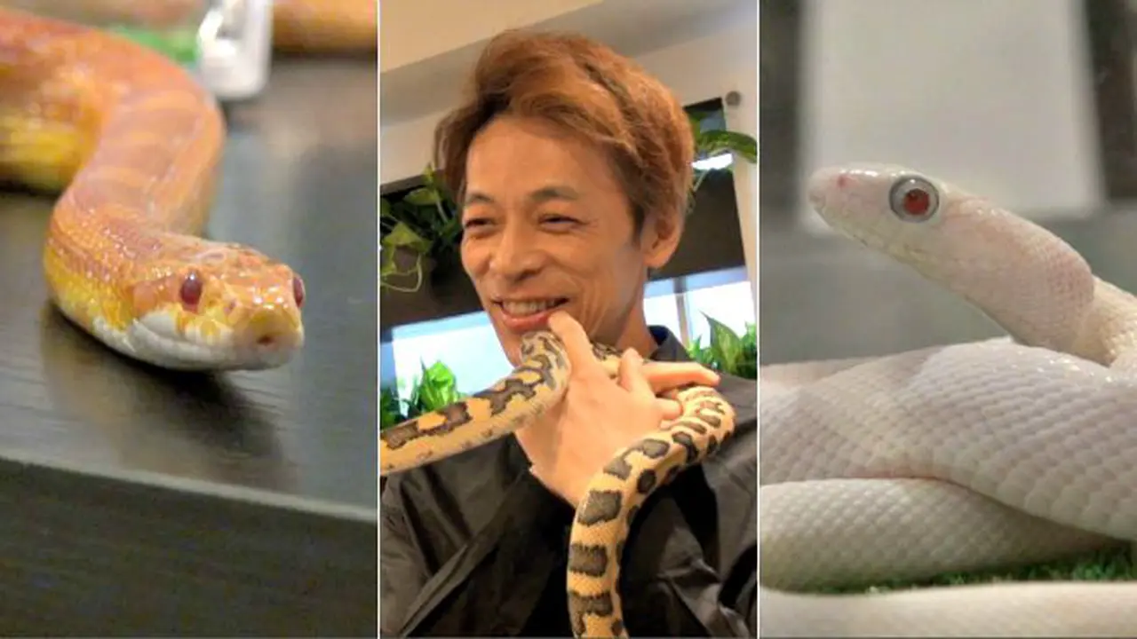 Sensasi Makan Bersama Ular di Jepang