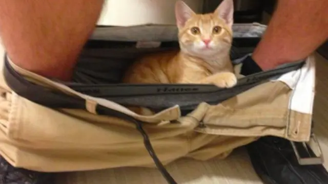 7 Potret Lucu Kucing Saat Bersantai di Tempat Tak Semestinya