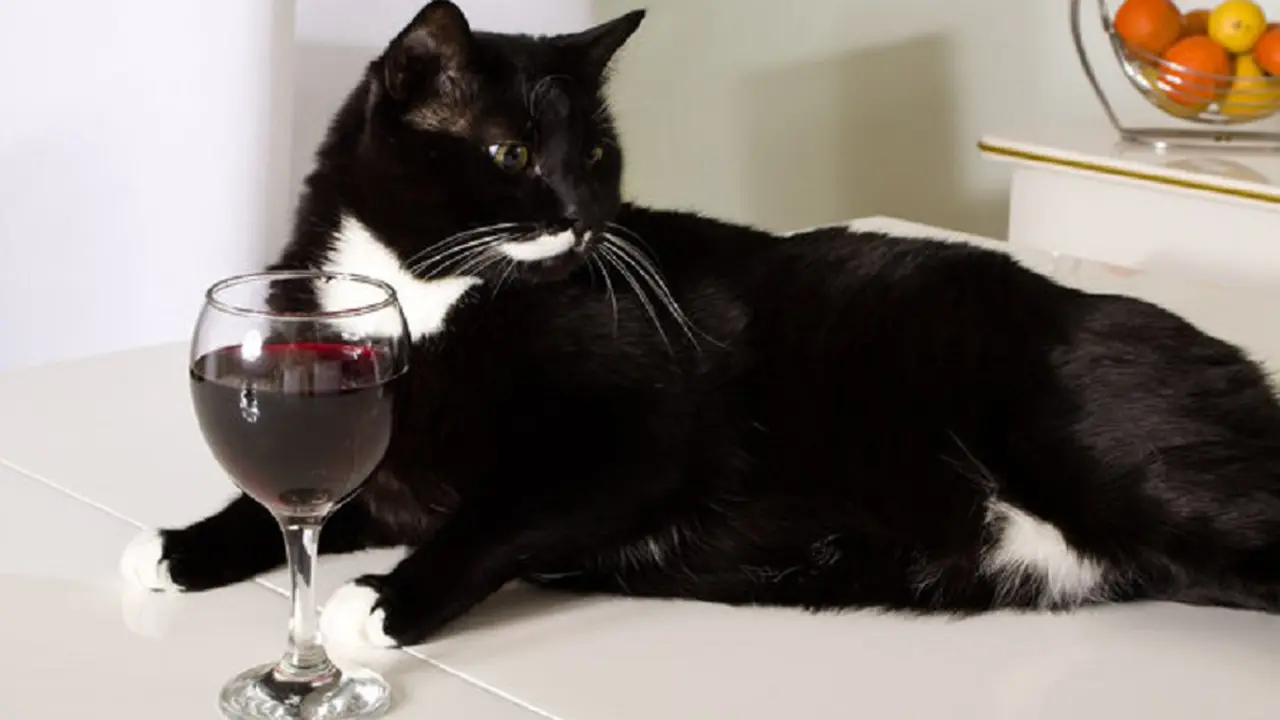 [Bintang] Wine untuk kucing 