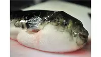 Ilustrasi seekor ikan buntal di talenan di sebuah restoran Jepang di Tokyo. (AFP/Yoshikazu Tsuno)