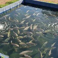 Cara Budidaya Ikan Mujair di Kolam Terpal/AI