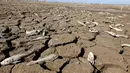 Sejumlah ikan mati akibat kekeringan yang melanda sungai Pilcomayo, Boqueron, perbatasan Paraguay dan Argentina, (3/7). Daerah ini sedang menghadapi musim kekeringan terburuk dalam dua dekade terakhir. (REUTERS / Jorge Adorno)