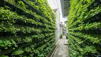 Ide Hidroponik Sayur Daun di Pipa PVC di Tembok Sempit, Solusi Berkebun Modern