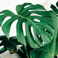 Ilustrasi monstera. (dok. Kara Eads/Unsplash.com)