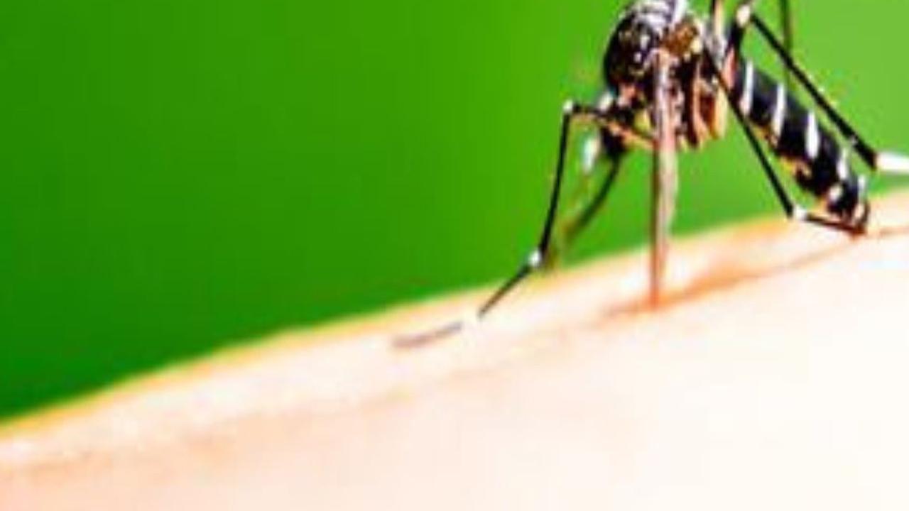 24. Mencegah Malaria<br>