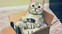 Pernahkah Anda bertanya-tanya, mengapa kucing sangat menyukai kotak? Ini ternyata alasannya