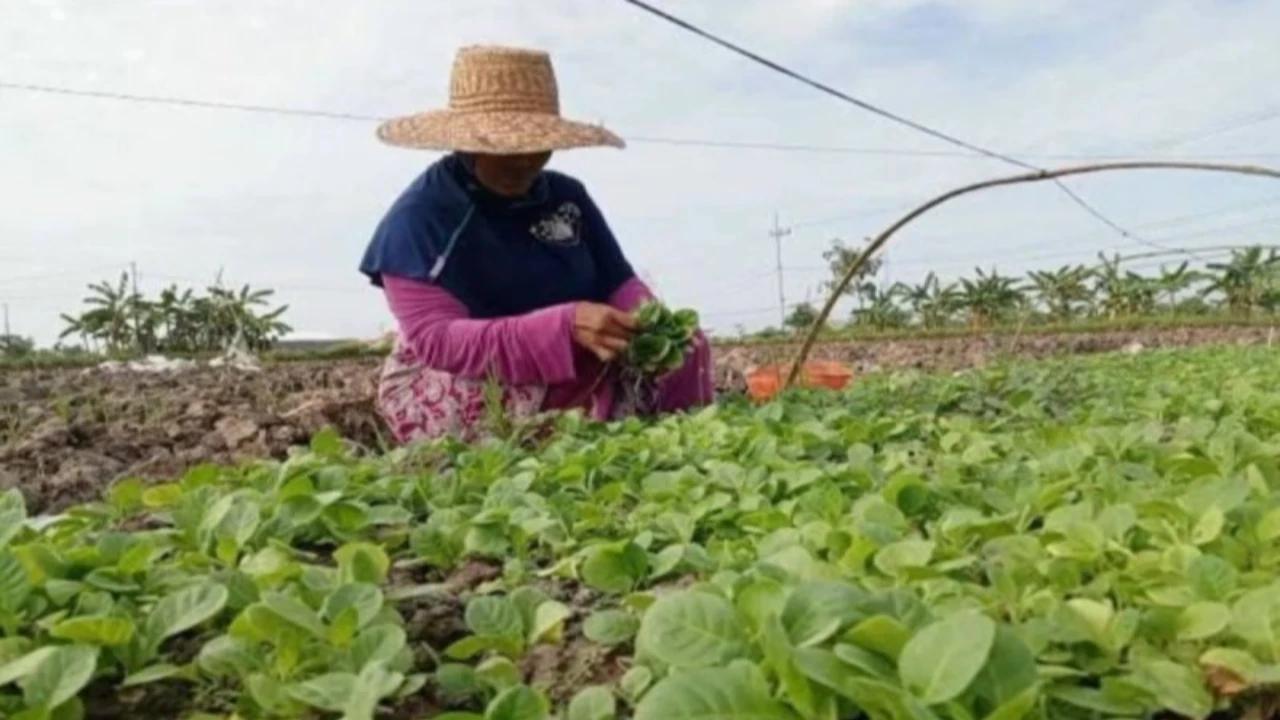 Setor Cukai Rp221 Triliun, Industri Hasil Tembakau Butuh Dukungan untuk Menjaga Ekosistem