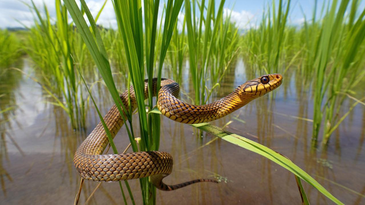 Ciri-Ciri Ular Sawah yang Sering Masuk Rumah dan Cara Mengenalinya