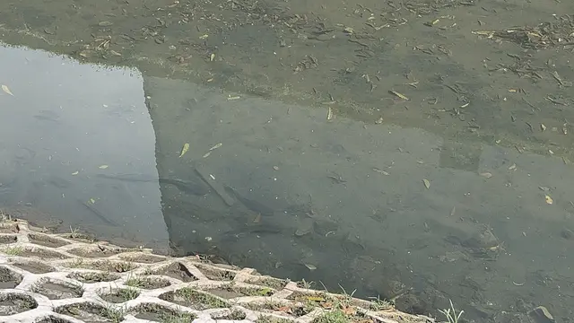 Populasi ikan sapu-sapu di Kali Cideng sekitar Bundaran HI, Jakarta Pusat (Jakpus) masih terlihat mendominasi kali.