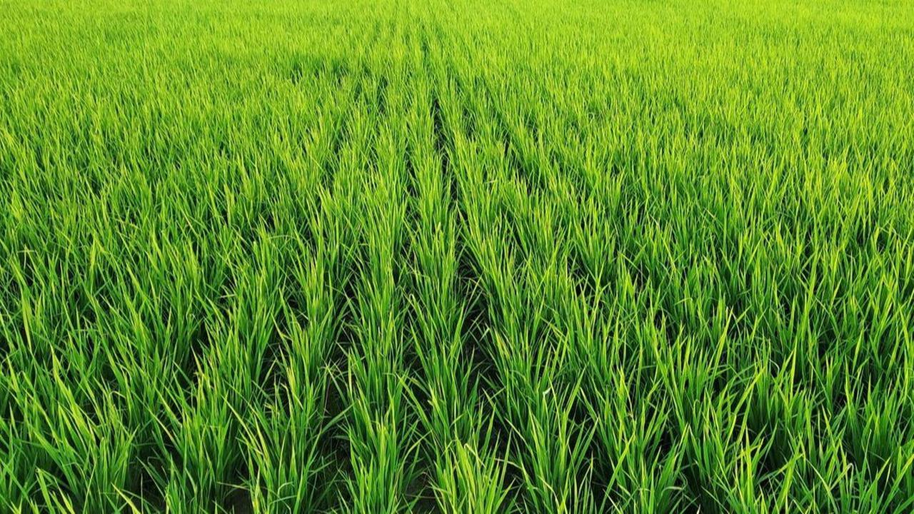 5 Fakta Sawah di Kota Malang Berkurang Drastis Bikin Kelimpungan, Tak Bisa Penuhi Kebutuhan Konsumsi Beras Warganya