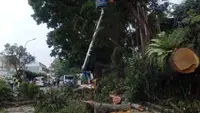 Pohon Tumbang Timpa 2 Mobil di Jalan Bogor-Sukabumi, 2 Orang Luka-luka