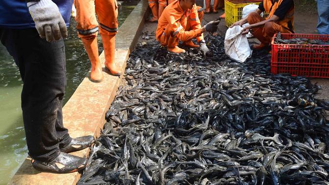 Operasi Ikan Sapu-Sapu di Setu Babakan, Total 3 Ton Ikan Terjaring dalam Tiga Jam