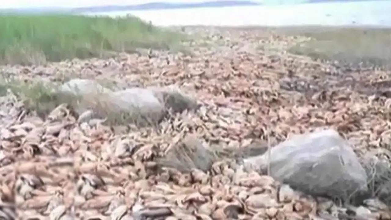 Kepanasan, Ribuan Ikan di Waduk Kedung Ombo Mati