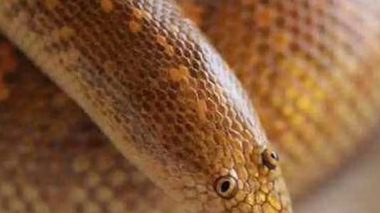 Arabian San Boa, Wujud Ular yang Lucu dan Tidak Menakutkan
