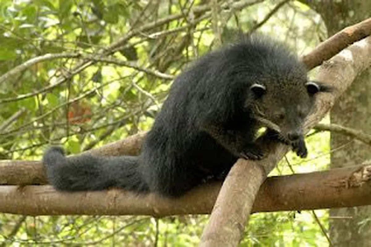 Binturong: Pahlawan Hutan yang Terancam Punah