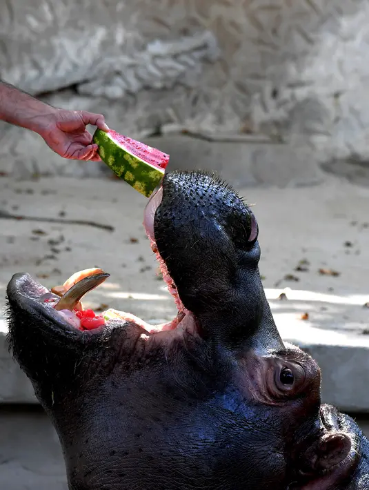 Seekor kuda nil diberi makan semangka beku untuk mendinginkan diri di kebun binatang "Bioparco" selama gelombang panas di Roma, Italia (25/7). (AFP Photo/Tiziana Fabi)