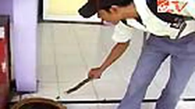 Ulat Bulu Serang Peserta Ujian Nasional