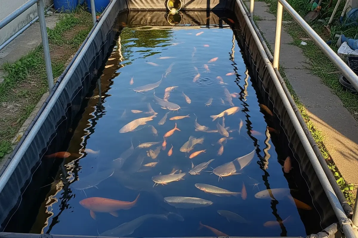 Ternak Ikan di Pekarangan Rumah Desa Tanpa Kolam Permanen