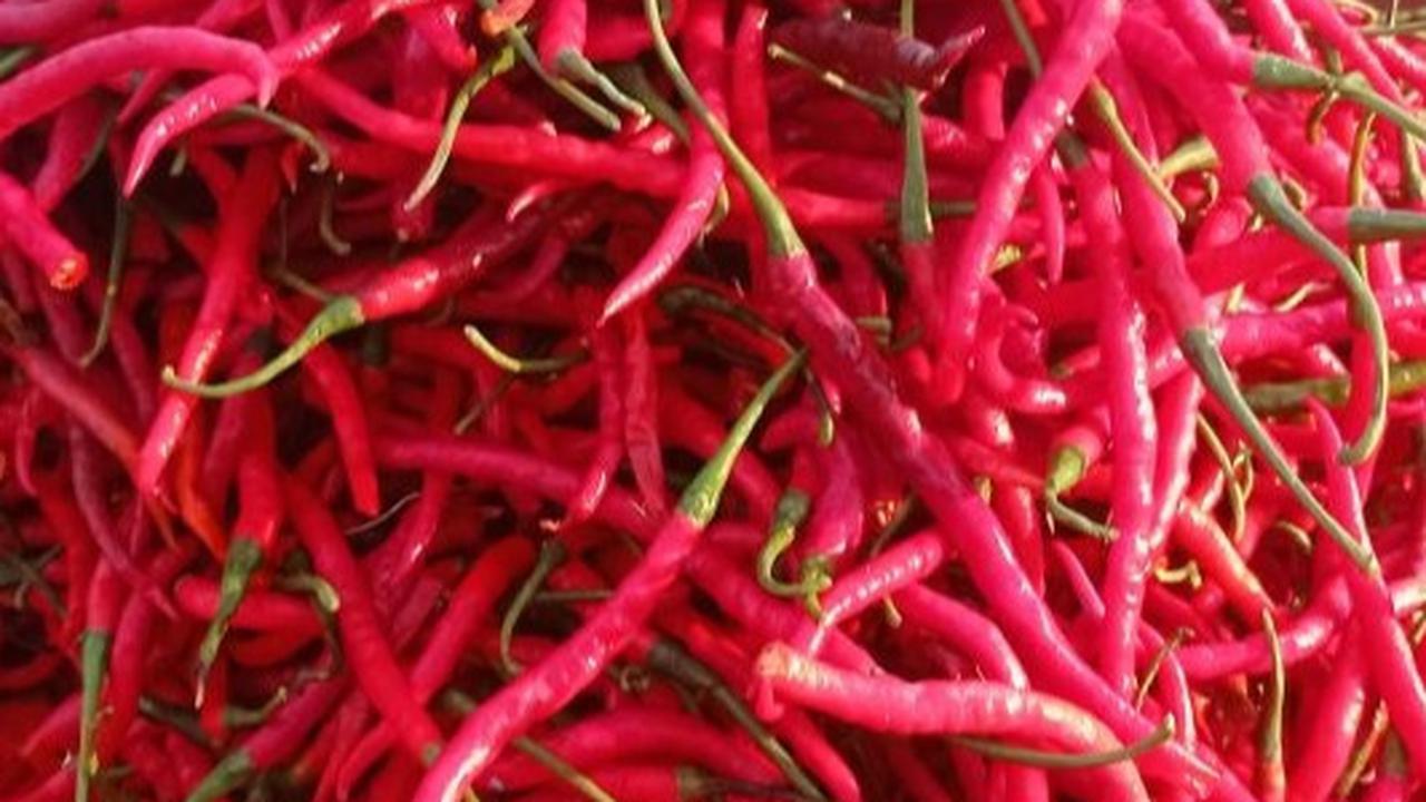 Harga Cabai di Lebak Turun Drastis hingga Rp8.000 per Kg!