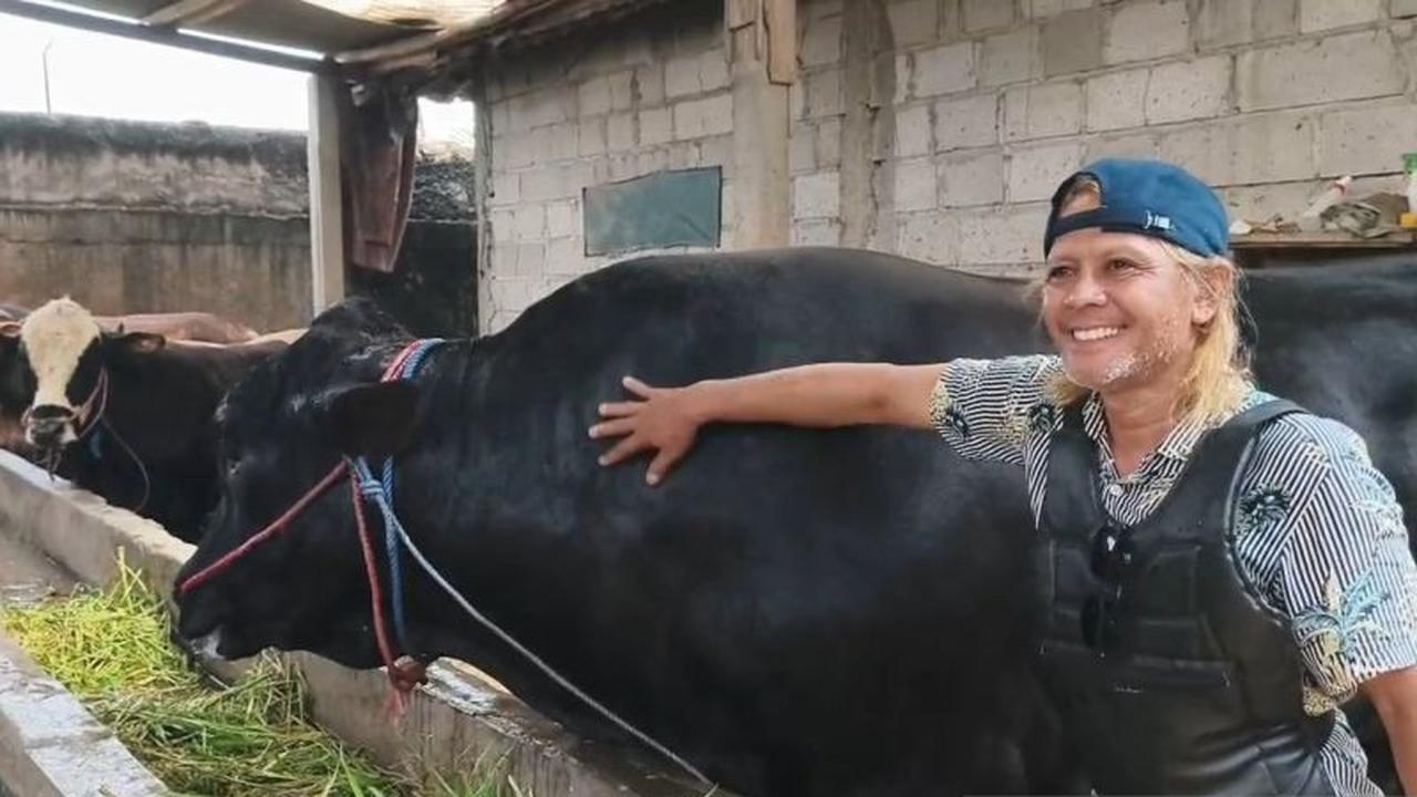 Sapi Brangus 1,15 Ton Asal Tangerang Jadi Pilihan Presiden Prabowo untuk Kurban Idul Adha 2026