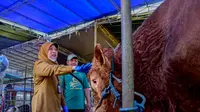 DKPP Kota Surabaya Antiek Suharti mengatakan, pihaknya akan menerjunkan dokter hewan untuk melakukan pengecekan kondisi kesehatan hewan kurban. (Dian Kurniawan/Liputan6.com)